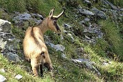 Ritorno sul MONTE VALLETTO con prima salita sul Monte Tribortoi dai Piani dell’Avaro l’8 agosto 2019  - FOTOGALLERY